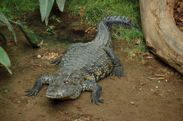 morelets crocodile