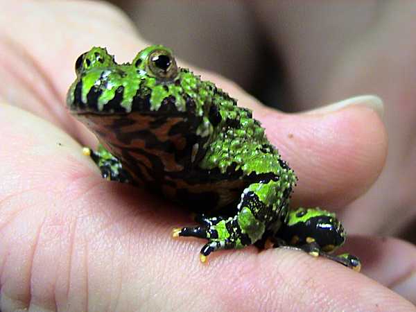 Oriental fire-bellied toad