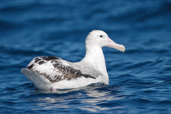 Albatros wędrowny