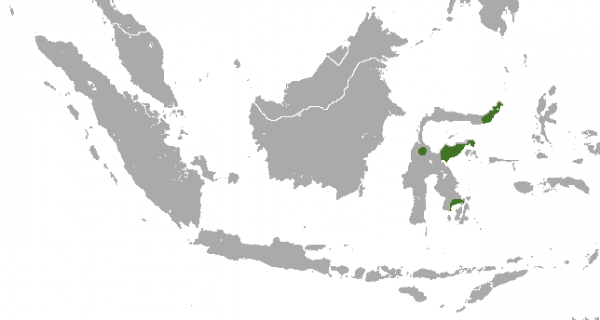 Sulawesi-Roller