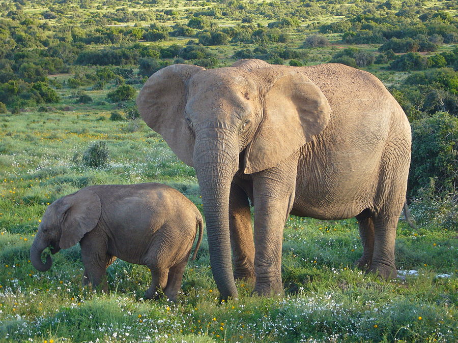 elephant de savane dafrique