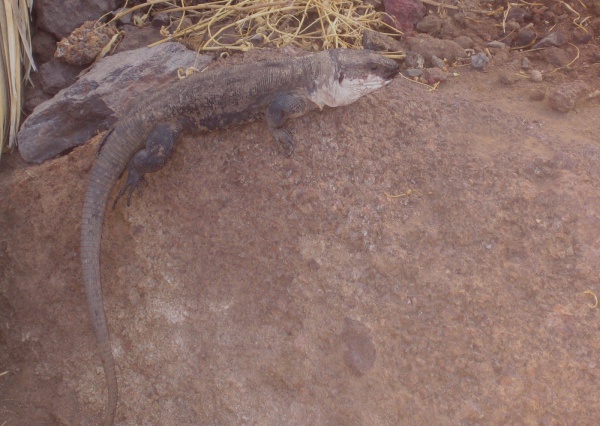 La Gomera giant lizard