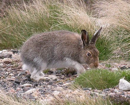 Eurasian Arctic (White, Mountain) Hare