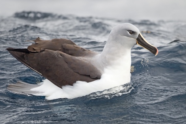 Albatros szarogłowy