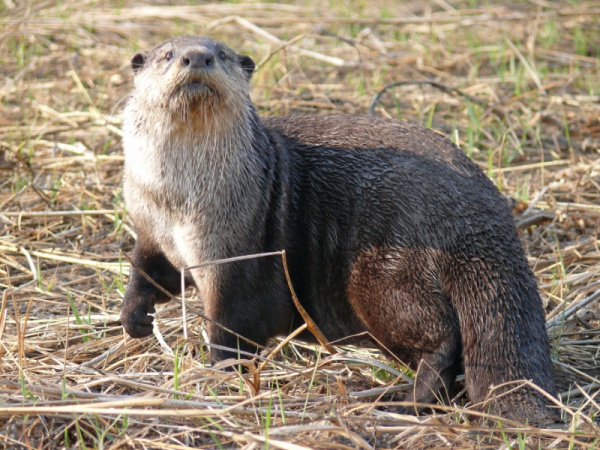 african cape clawless otter