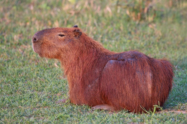 kapibara wielka