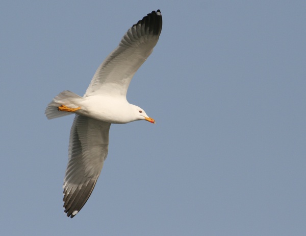 armenian gull