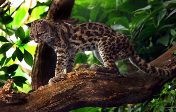 leopardus wiedii
