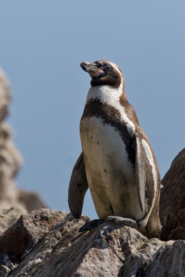 pingwin peruwianski