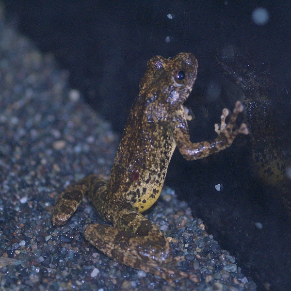 Kajika frog