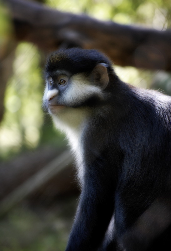 redtail blackcheecked monkey