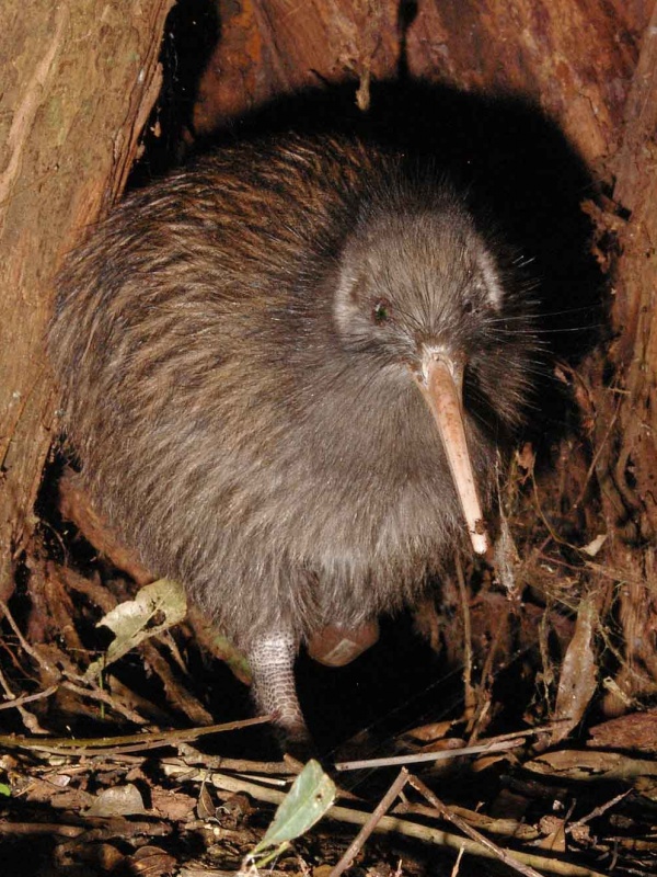 Kiwi północny