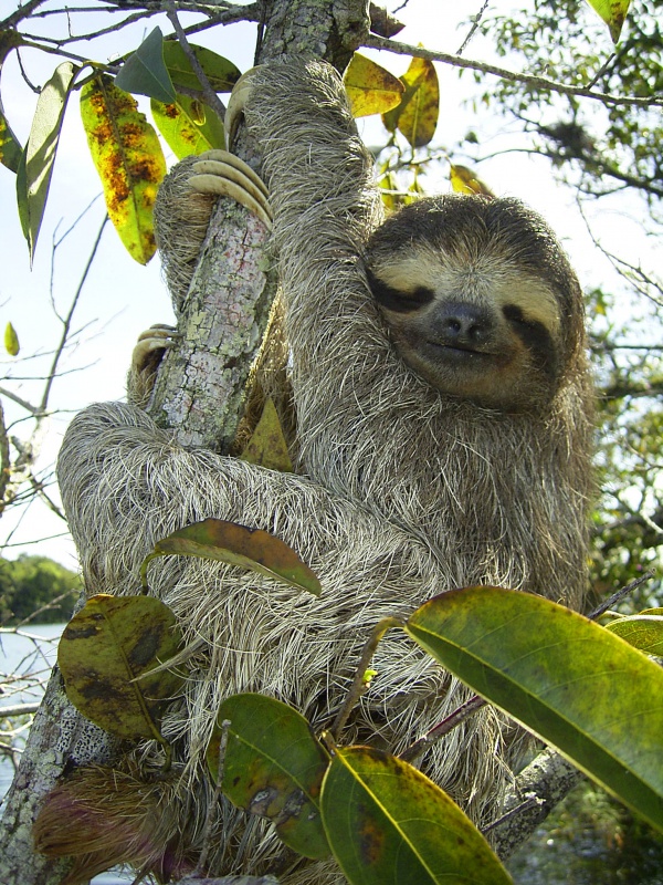 brownthroated threetoed sloth
