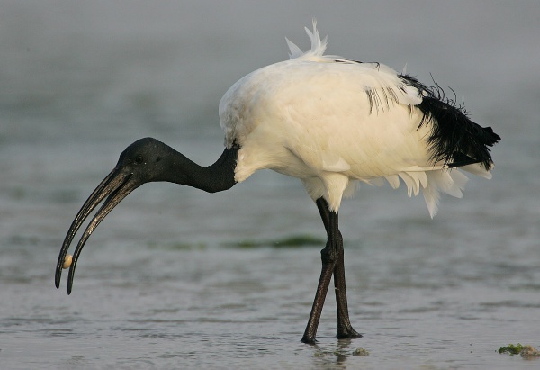 Ibis czczony