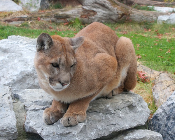 puma mountain lion cougar