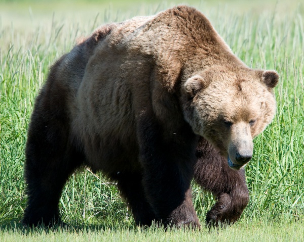 brown grizzly bear