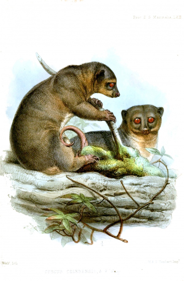 Strigocuscus celebensis