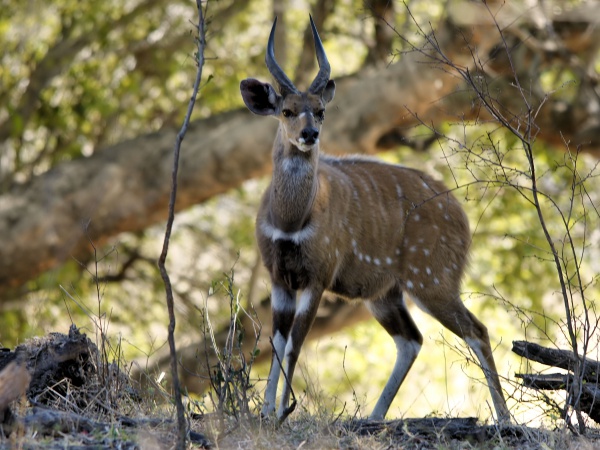 bushbuck harnessed antelope