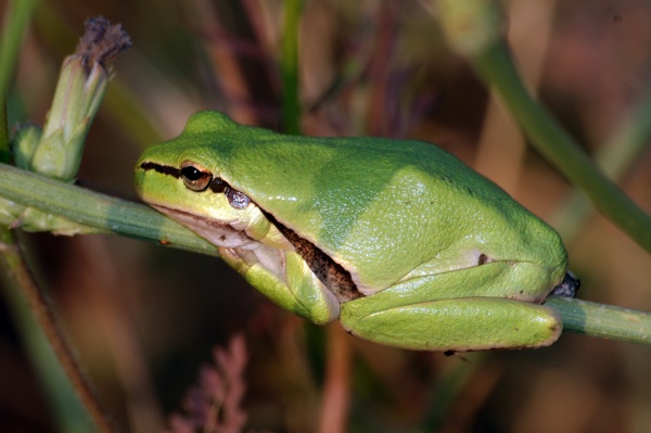Middle East tree frog