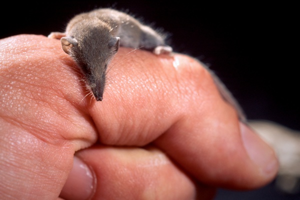 Pygmy White-toothed Shrew