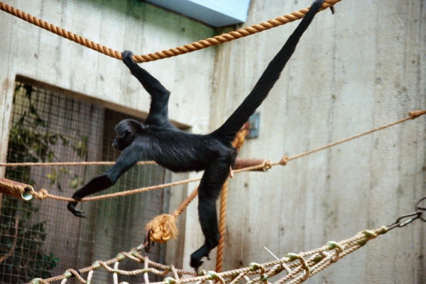 blackheaded spider monkey