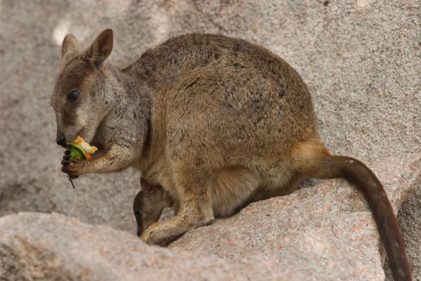 Rock-wallaby