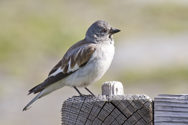 whitewinged snowfinch