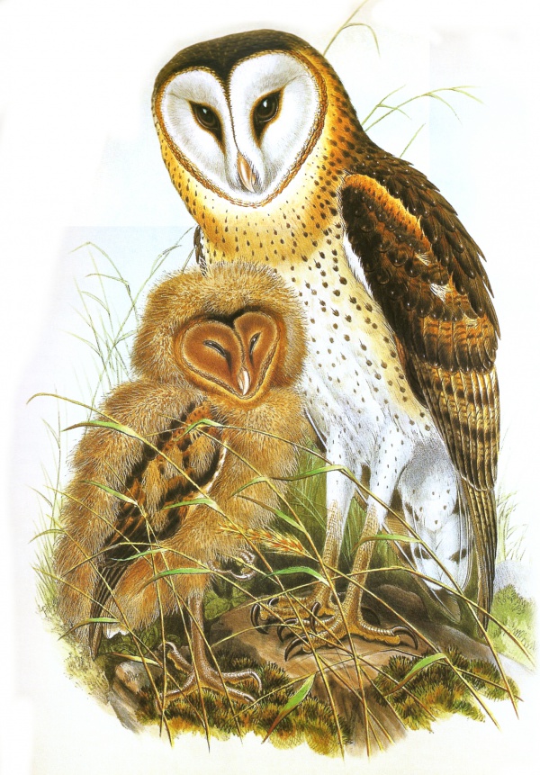 Eastern grass owl