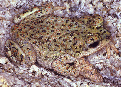 Baird's Spotted Toad