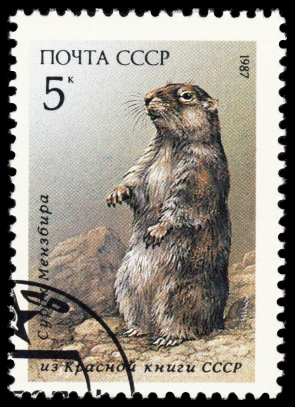 Menzbier's marmot