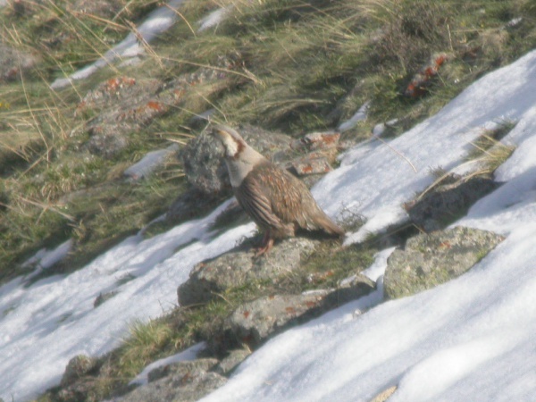 Himalayan snowcock