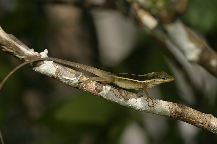 Sharp-mouthed lizard