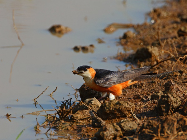 Mosque swallow