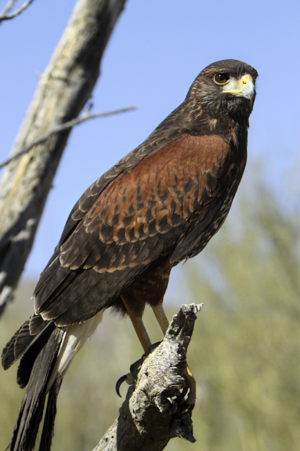 Wüstenbussard