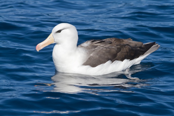 Schwarzbrauenalbatros