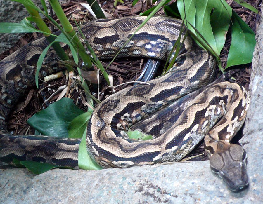 Acrantophis madagascariensis