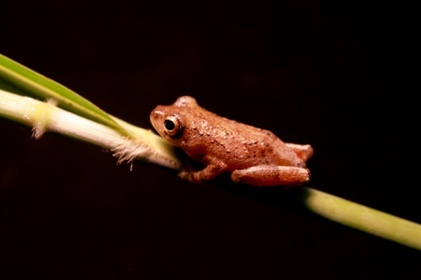 Rainforest Reed Frog
