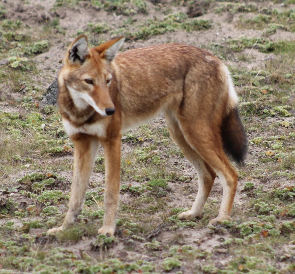 Loup d'Abyssinie