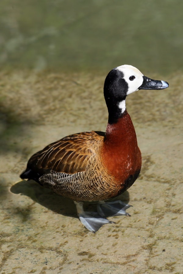 whitefaced whistling duck