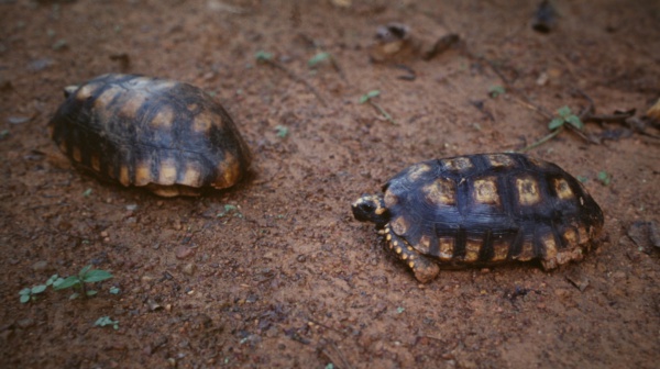 yellowfooted tortoise