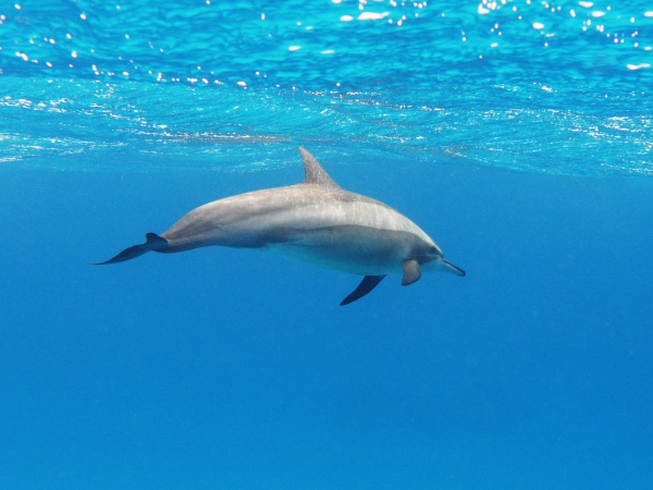 Delfinek długoszczęki