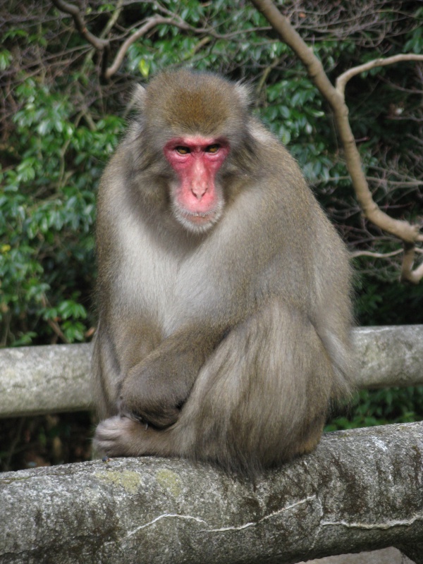 japanese macaque