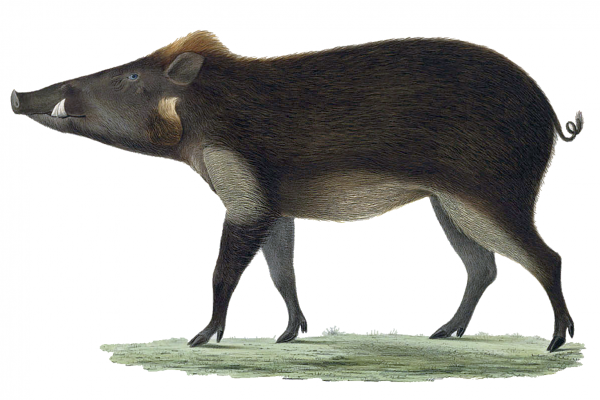 Javan warty pig