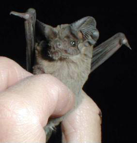 Brazilian Free-tailed Bat