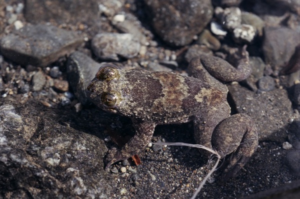 Philippine flat-headed frog