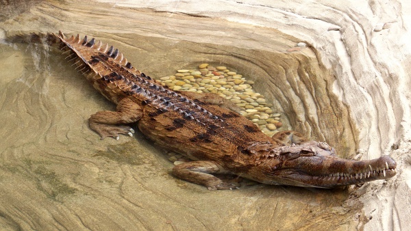 faux gavial de malaisie