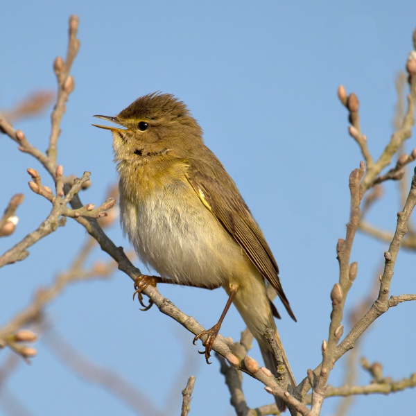 Phylloscopus trochilus