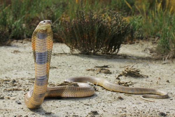 Mittelasiatische Kobra