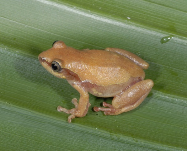 Ahl's Reed Frog