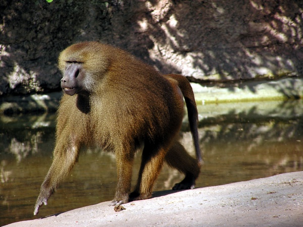 babouin de guinee